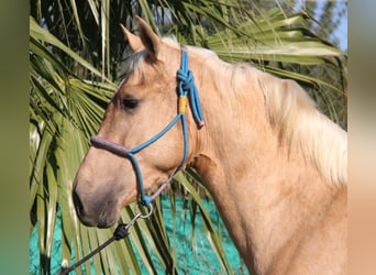 Andalusier, Hengst, 3 Jahre, 155 cm, Palomino