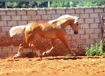 Andalusier, Hengst, 3 Jahre, 155 cm, Palomino