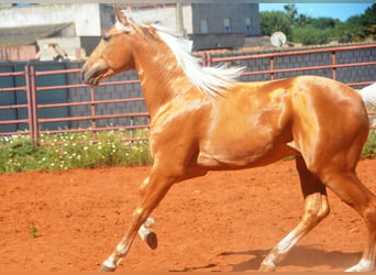 Andalusier, Hengst, 3 Jahre, 155 cm, Palomino