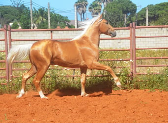 Andalusier, Hengst, 3 Jahre, 155 cm, Palomino