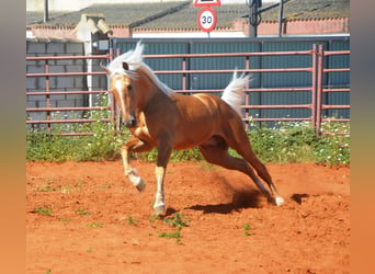 Andalusier, Hengst, 3 Jahre, 155 cm, Palomino