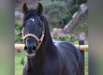 Andalusier, Hengst, 3 Jahre, 155 cm, Rappe