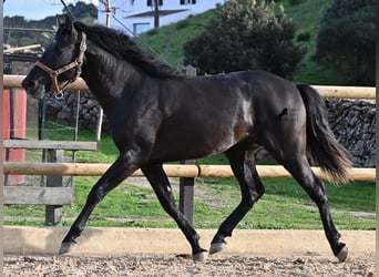 Andalusier, Hengst, 3 Jahre, 155 cm, Rappe