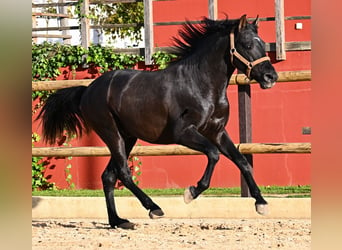 Andalusier, Hengst, 3 Jahre, 155 cm, Rappe