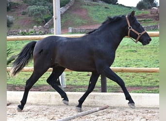 Andalusier, Hengst, 3 Jahre, 155 cm, Rappe