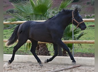 Andalusier, Hengst, 3 Jahre, 155 cm, Rappe