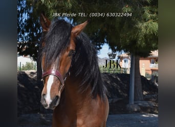 Andalusier, Hengst, 3 Jahre, 156 cm, Brauner