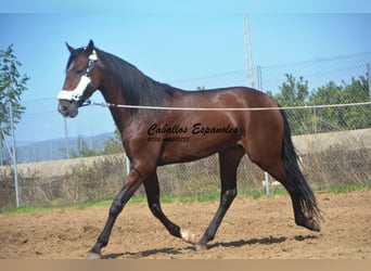 Andalusier, Hengst, 3 Jahre, 156 cm, Brauner