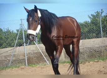 Andalusier, Hengst, 3 Jahre, 156 cm, Brauner