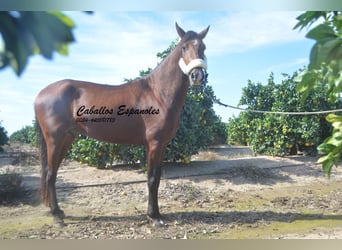 Andalusier, Hengst, 3 Jahre, 156 cm, Brauner