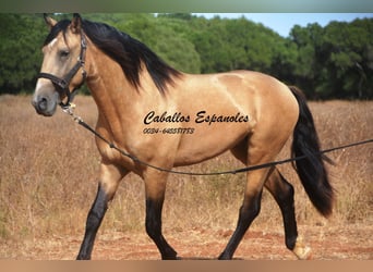 Andalusier, Hengst, 3 Jahre, 156 cm, Buckskin