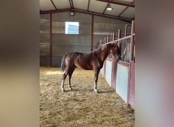 Andalusier, Hengst, 3 Jahre, 156 cm, Fuchs