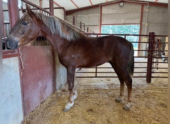 Andalusier, Hengst, 3 Jahre, 156 cm, Fuchs
