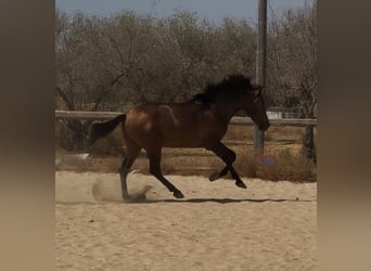 Andalusier, Hengst, 3 Jahre, 157 cm, Dunkelbrauner