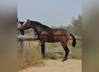 Andalusier, Hengst, 3 Jahre, 157 cm, Dunkelbrauner