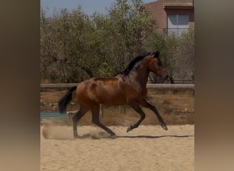 Andalusier, Hengst, 3 Jahre, 157 cm, Dunkelbrauner