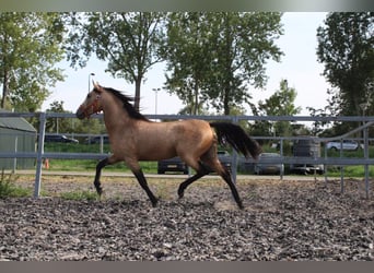 Andalusier Mix, Hengst, 3 Jahre, 157 cm, Falbe