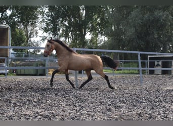 Andalusier Mix, Hengst, 3 Jahre, 157 cm, Falbe