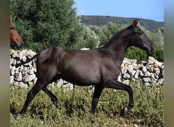 Andalusier, Hengst, 3 Jahre, 157 cm, Rappe
