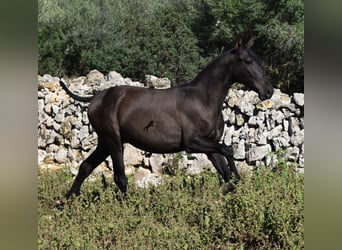 Andalusier, Hengst, 3 Jahre, 157 cm, Rappe