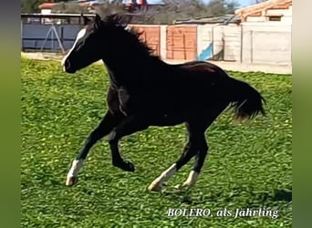 Andalusier, Hengst, 3 Jahre, 157 cm, Rappe