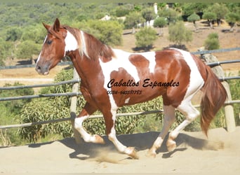 Andalusier, Hengst, 3 Jahre, 157 cm, Schecke