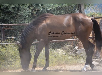 Andalusier, Hengst, 3 Jahre, 157 cm, Schwarzbrauner