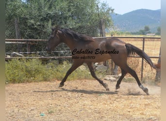 Andalusier, Hengst, 3 Jahre, 157 cm, Schwarzbrauner