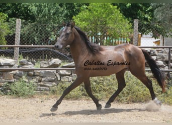 Andalusier, Hengst, 3 Jahre, 157 cm, Schwarzbrauner