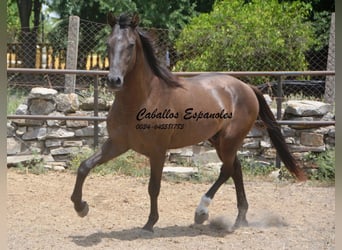 Andalusier, Hengst, 3 Jahre, 157 cm, Schwarzbrauner