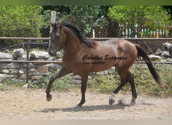 Andalusier, Hengst, 3 Jahre, 157 cm, Schwarzbrauner