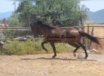 Andalusier, Hengst, 3 Jahre, 157 cm, Schwarzbrauner