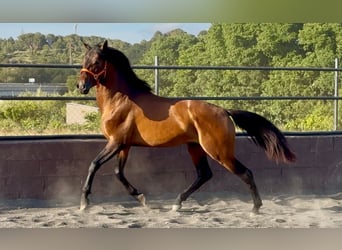 Andalusier, Hengst, 3 Jahre, 158 cm, Brauner