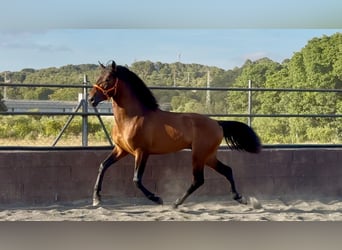 Andalusier, Hengst, 3 Jahre, 158 cm, Brauner