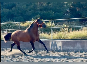 Andalusier, Hengst, 3 Jahre, 158 cm, Brauner