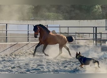 Andalusier, Hengst, 3 Jahre, 158 cm, Brauner
