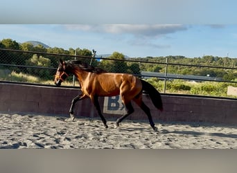 Andalusier, Hengst, 3 Jahre, 158 cm, Brauner