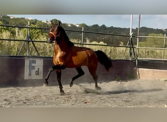 Andalusier, Hengst, 3 Jahre, 158 cm, Brauner