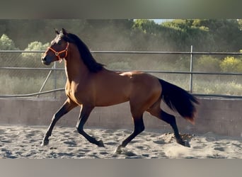 Andalusier, Hengst, 3 Jahre, 158 cm, Brauner