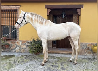 Andalusier, Hengst, 3 Jahre, 158 cm, Cremello