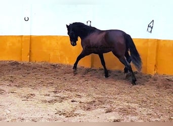 Andalusier, Hengst, 3 Jahre, 158 cm, Dunkelbrauner