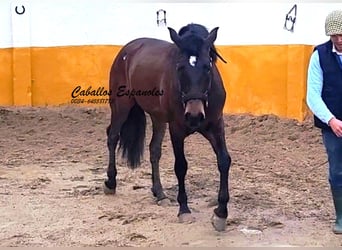 Andalusier, Hengst, 3 Jahre, 158 cm, Dunkelbrauner