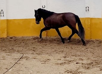 Andalusier, Hengst, 3 Jahre, 158 cm, Dunkelbrauner