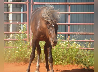 Andalusier, Hengst, 3 Jahre, 158 cm, Palomino