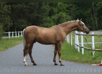 Andalusier Mix, Hengst, 3 Jahre, 158 cm, Palomino