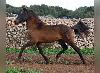 Andalusier, Hengst, 3 Jahre, 159 cm, Brauner