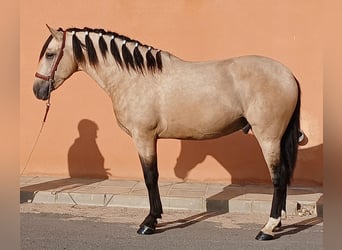 Andalusier, Hengst, 3 Jahre, 159 cm, Buckskin