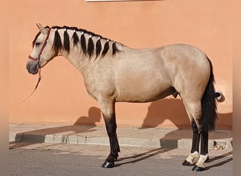 Andalusier, Hengst, 3 Jahre, 159 cm, Buckskin