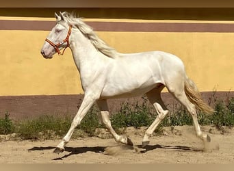 Andalusier, Hengst, 3 Jahre, 159 cm, Cremello