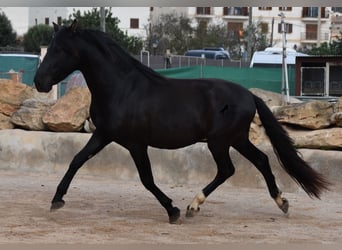 Andalusier, Hengst, 3 Jahre, 159 cm, Rappe